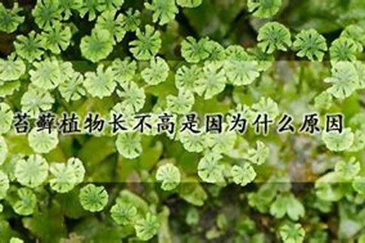 红掌为什么长不高