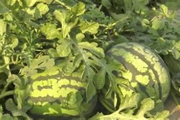 西瓜怎么施肥西瓜施肥注意事项