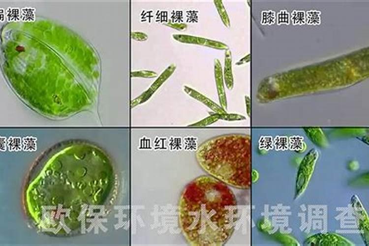 蓝藻,裸藻多的池塘应多施磷肥还是氮肥
