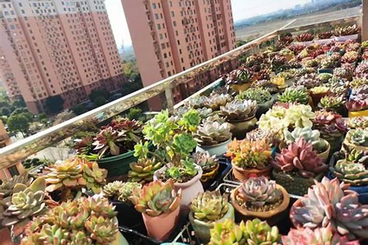 给多肉施肥用什么肥料