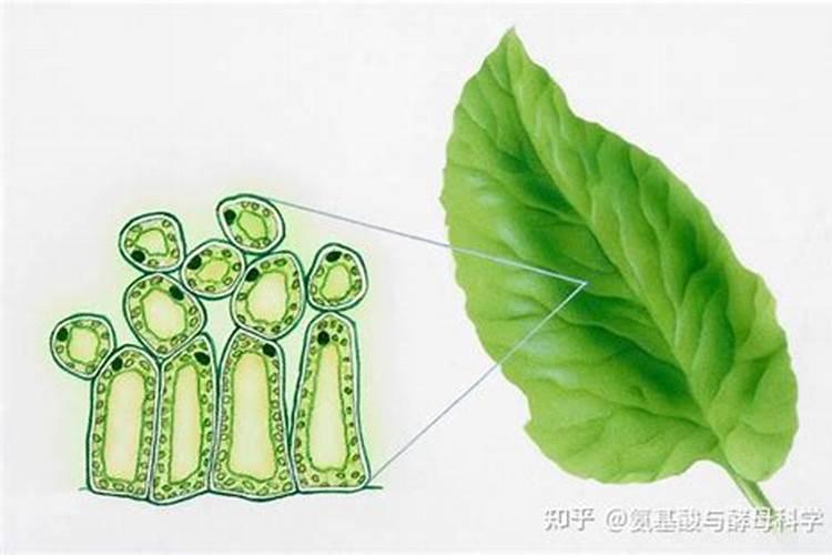 叶面肥是什么肥料