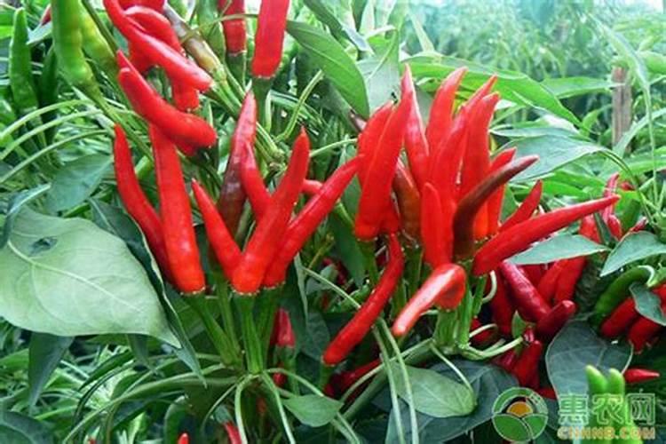 朝天椒的种植方法和注意事项有哪些？