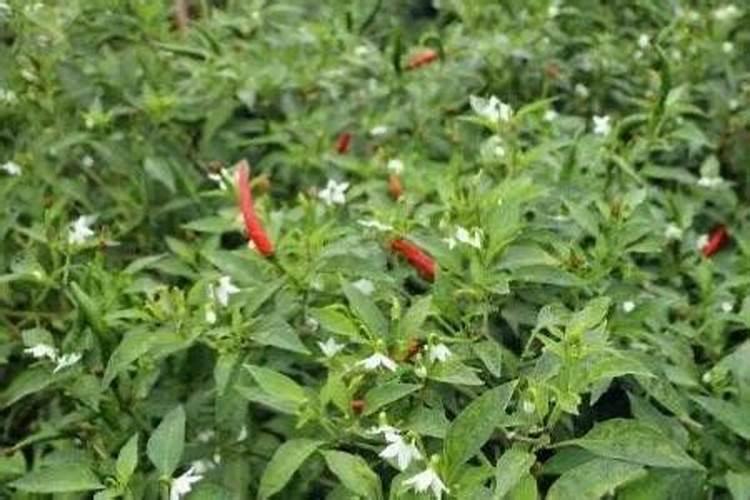 怎样种植指天椒？