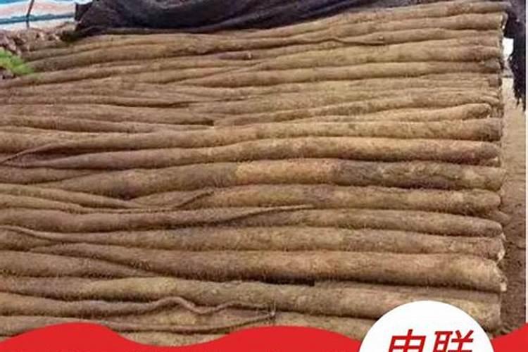 我想知道,九斤黄山药种植技术？