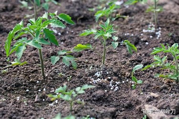 番茄苗移栽后用什么药预防各种病