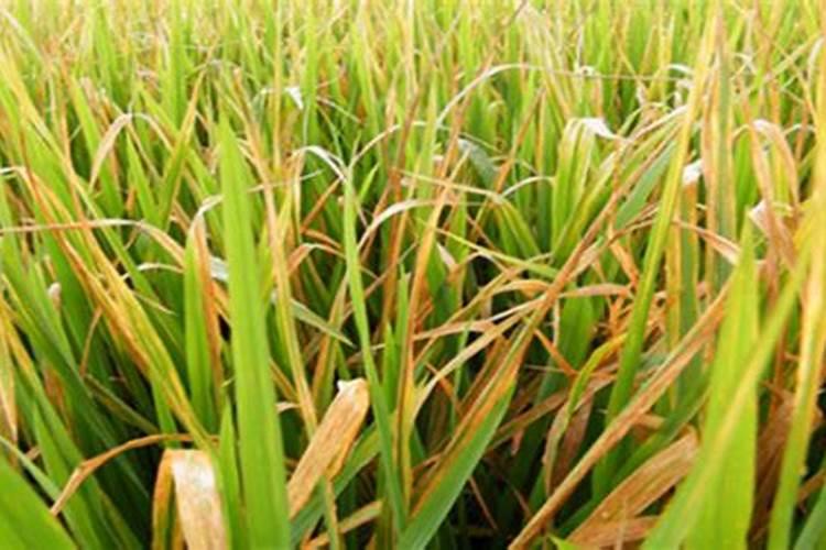 请问水稻禾苗叶发白是什么问题