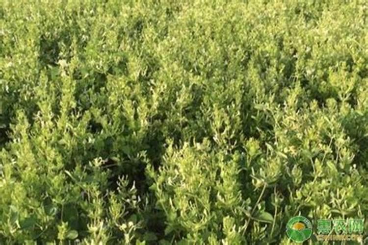 金银花秋季怎么养护