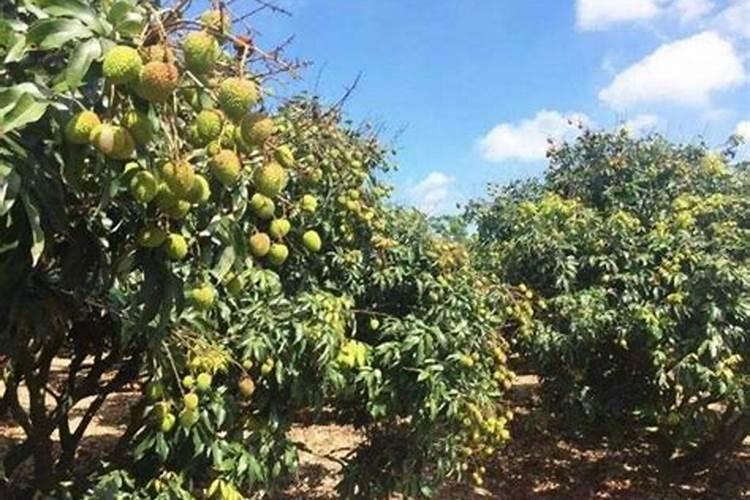 荔枝施什么肥料最好