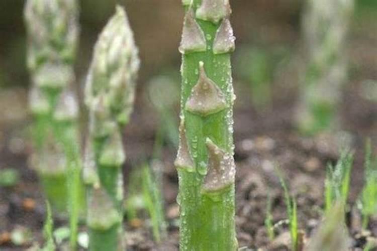 芦笋喜欢哪些肥料 适合芦笋的肥料品种