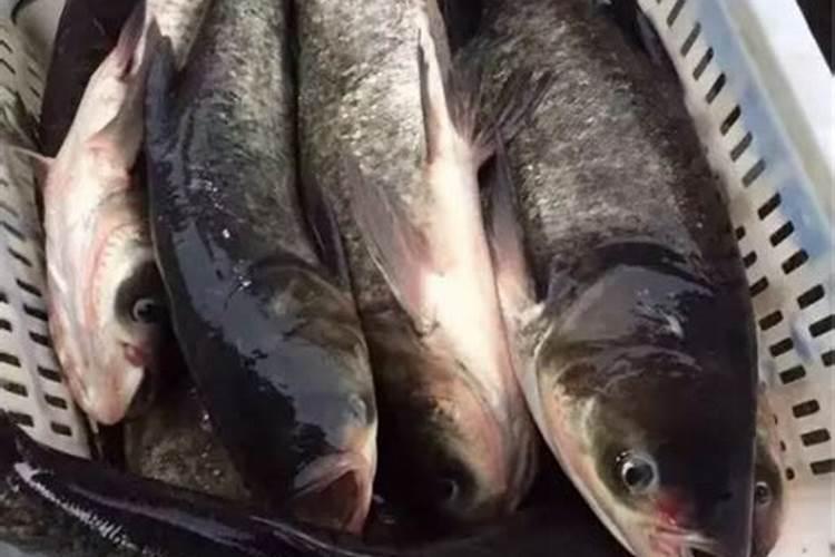 花白鲢喂养什么长得快