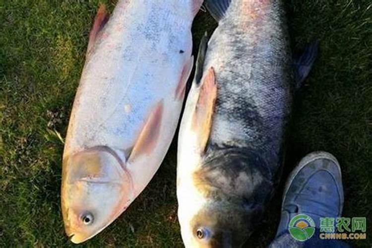 花白鲢喂养什么长得快