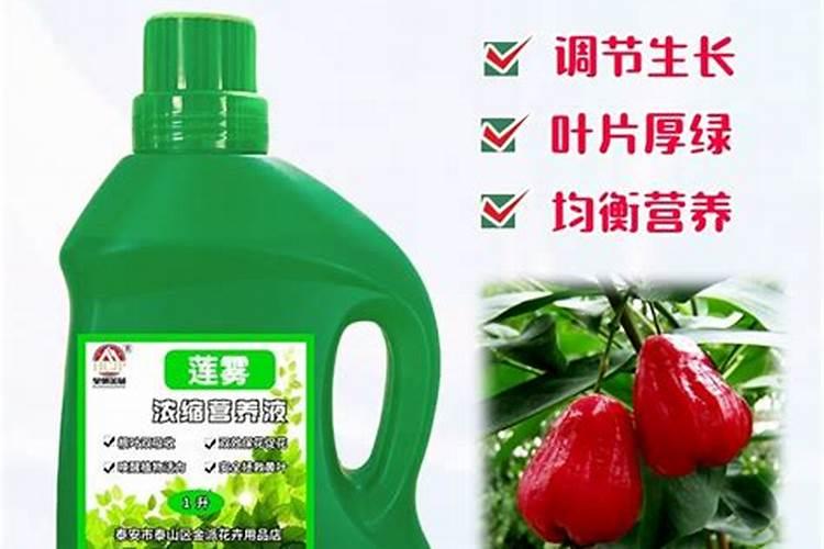 种莲雾施什么肥