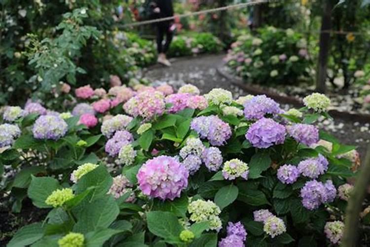 氨基酸水溶肥用在绣球上多长时间见效