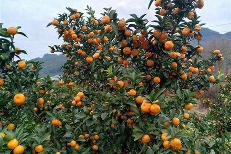 盆栽柠檬树春季养护难点,新手做好,也能让它正常开花挂果