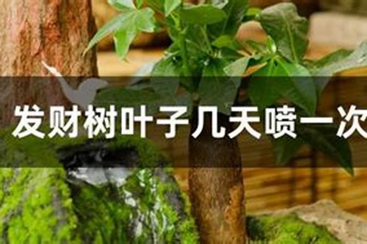 菜花种植纹夜蛾很常见,菜花种植纹夜蛾该怎么防治？