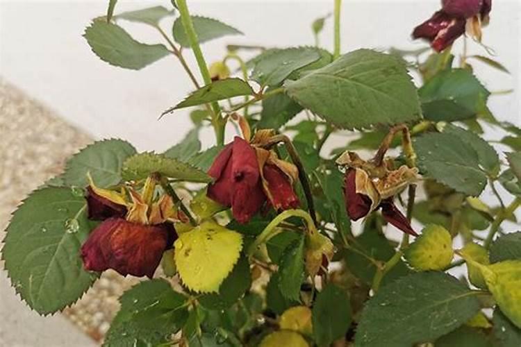 请问月季花心里长着很多花苞是怎么回事？