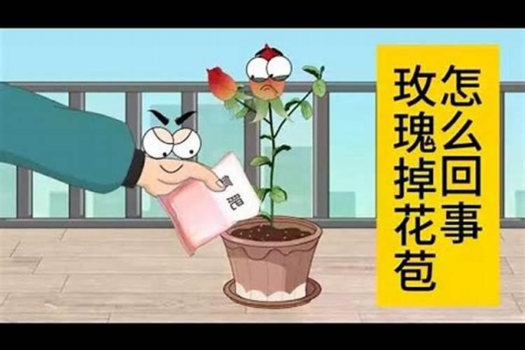 8月养沙漠玫瑰一定要避开的养护误区