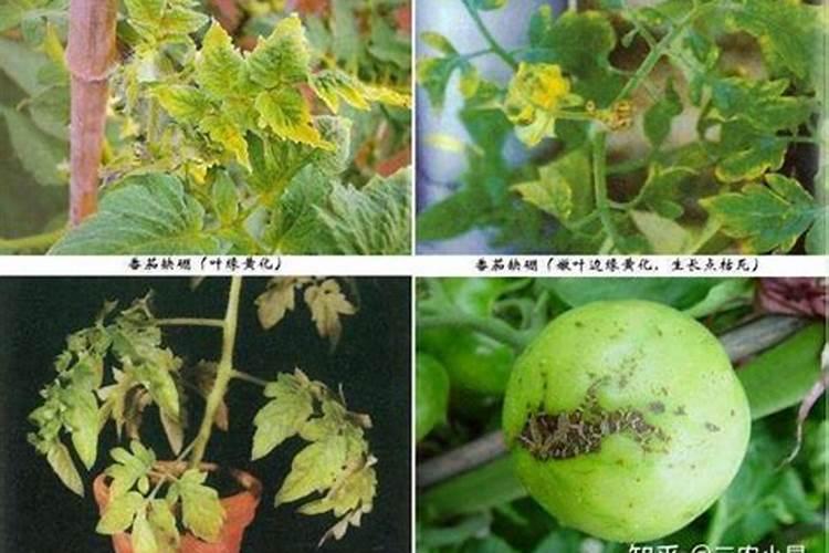 月季开花时能施肥吗