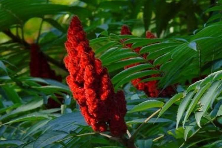 如何养好火炬花