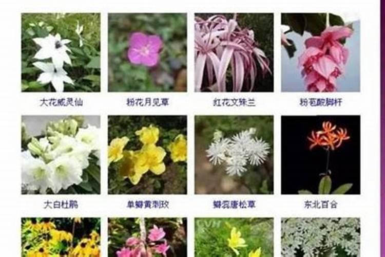 如何养好火炬花