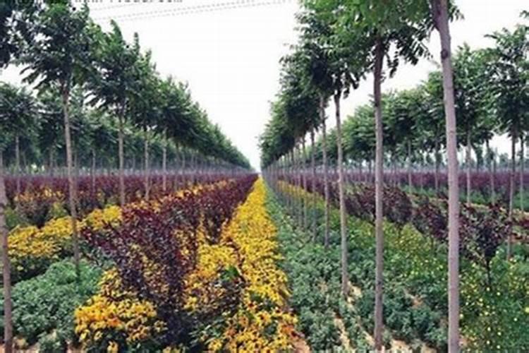 火炬花卉的养殖方法(火炬花盆栽图片)