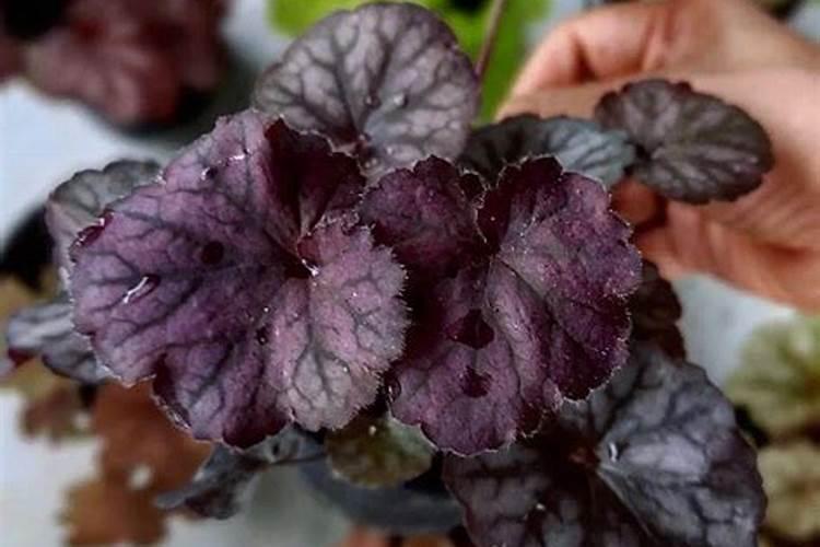 矾根如何才能长得快