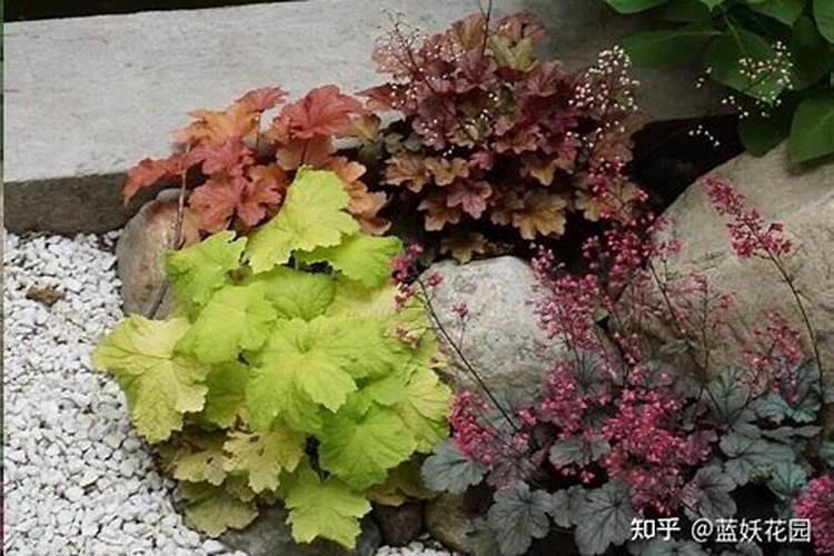 矾根烧什么肥料