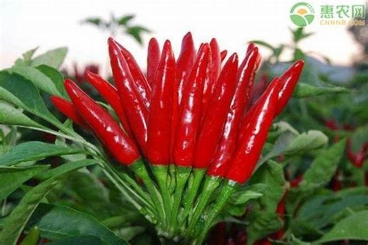 老师辣椒什么病,最近雨水大,朝天椒果尖发黑