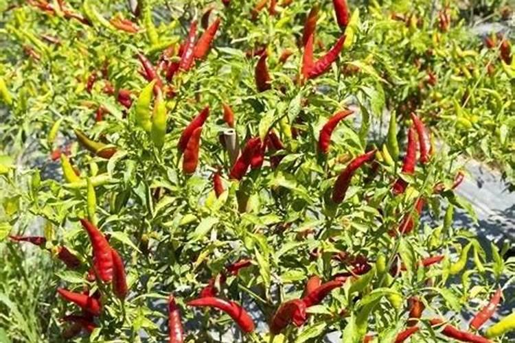 子弹头辣椒种植及产量