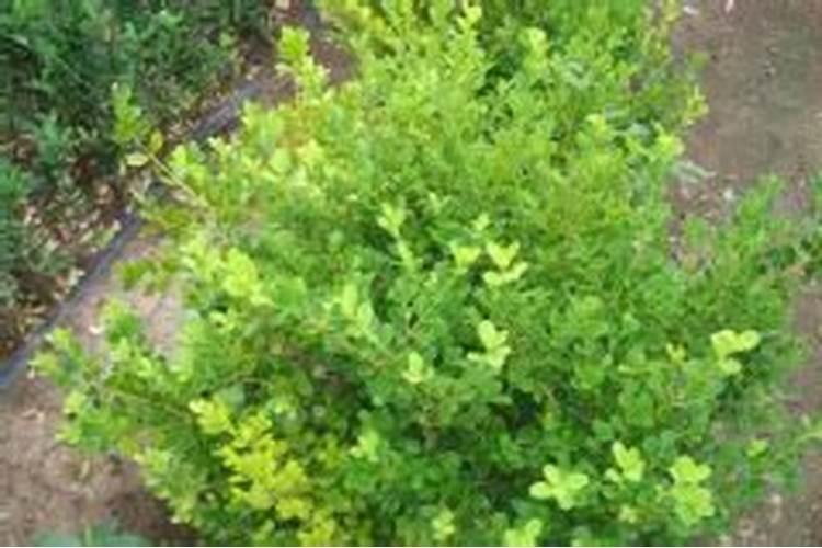 怎样让黄杨树不开会花？