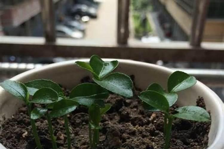 用于盆栽的磷肥有毒吗(用于盆栽的磷肥有毒吗图片)