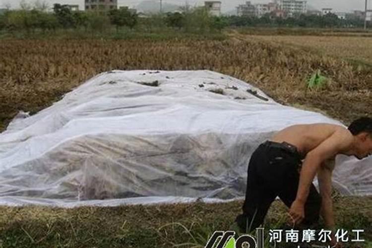 农家肥发酵多久才能用