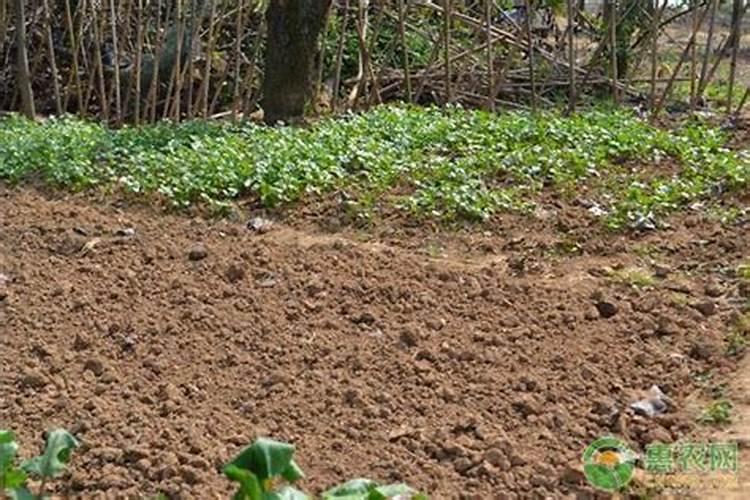 发酵农家肥可以直接作为植料吗？发酵农家肥可作植料？