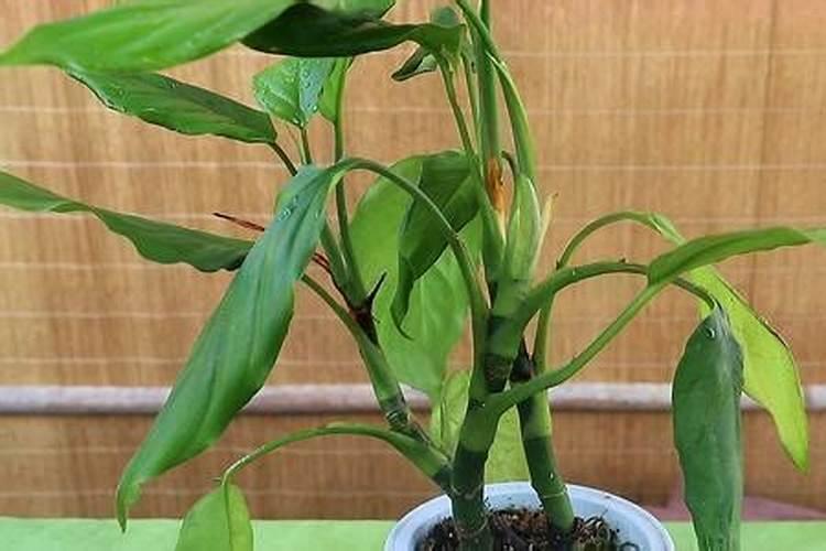 有哪些花需要磷肥