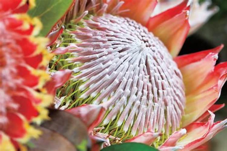 送男朋友花束图片大全