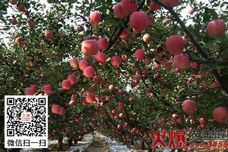 苹果树施肥最佳时间苹果树什么时候施肥