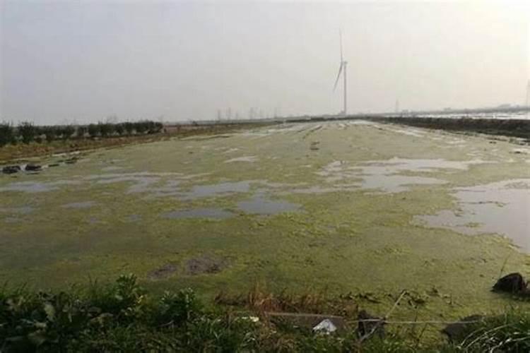 磷肥可以杀青苔吗