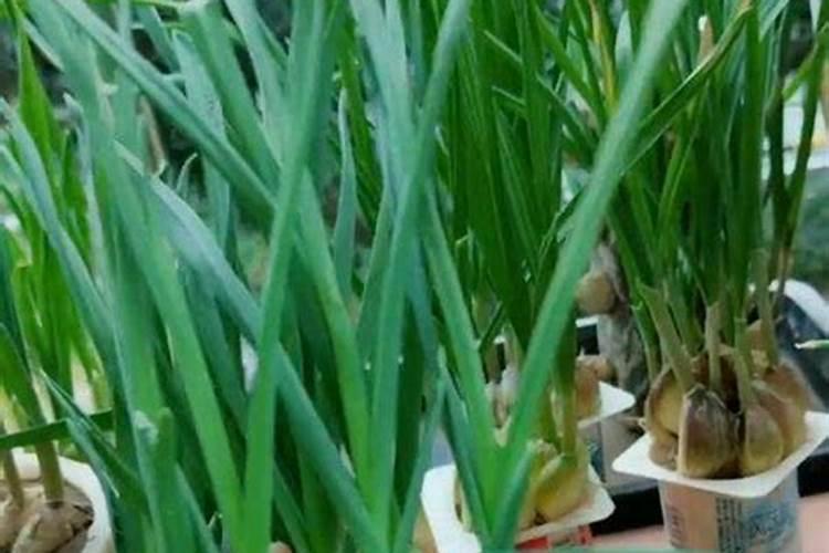 大蒜出苗后用什么肥料追肥