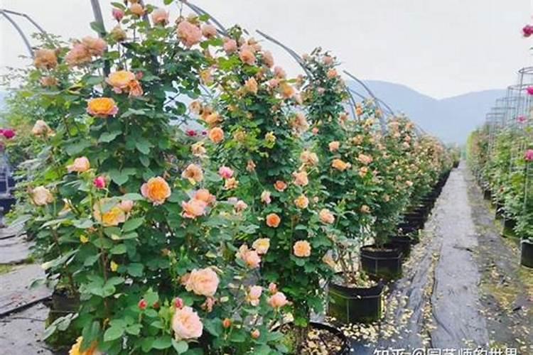 月季花用什么生长素