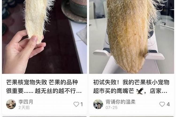 芒果皮可以做肥料养花吗