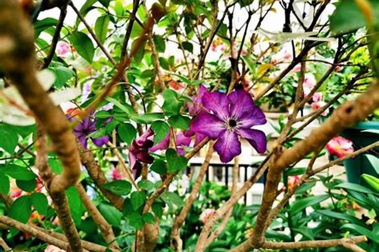 花卉怎样施肥,有什么技巧？