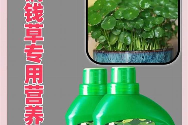 水培铜钱草施什么肥
