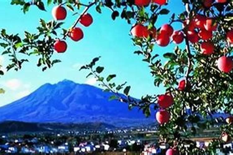 红元素1号在苹果树上的用量