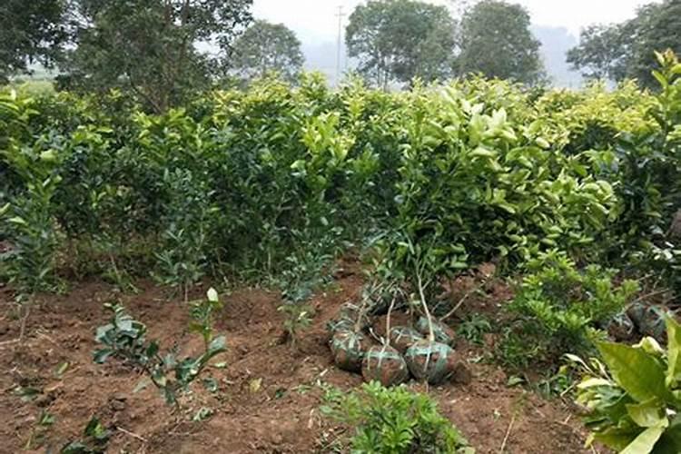 刚栽的柑橘树幼苗,施什么肥料？