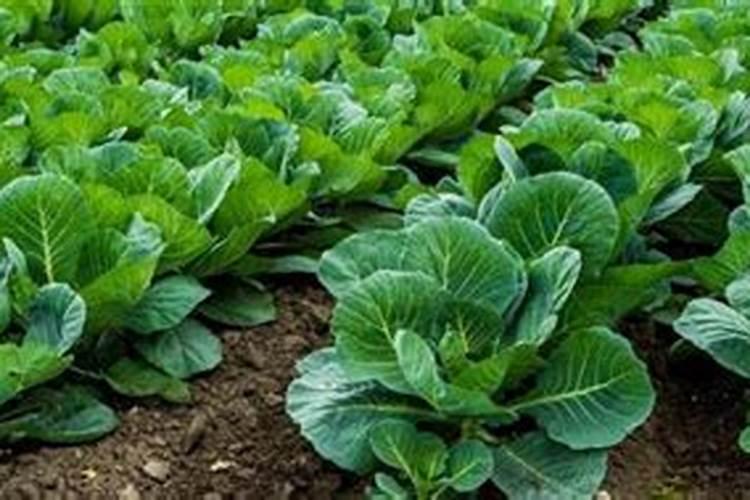 冬季青菜施肥方法 冬季青菜怎么施肥