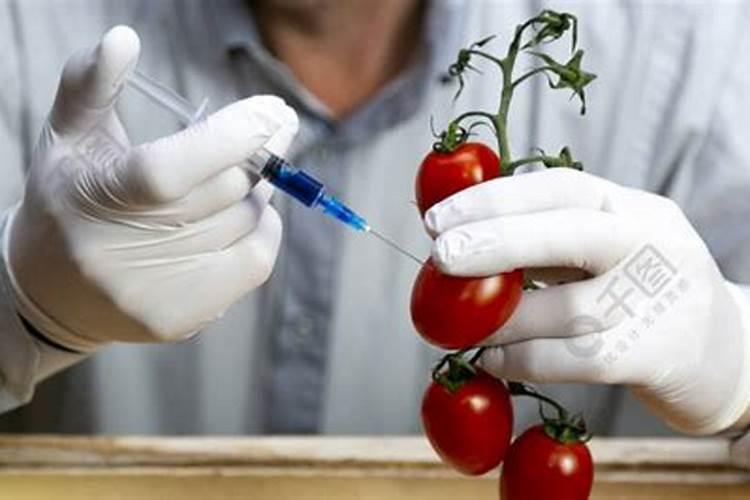 圣女果是转基因的吗