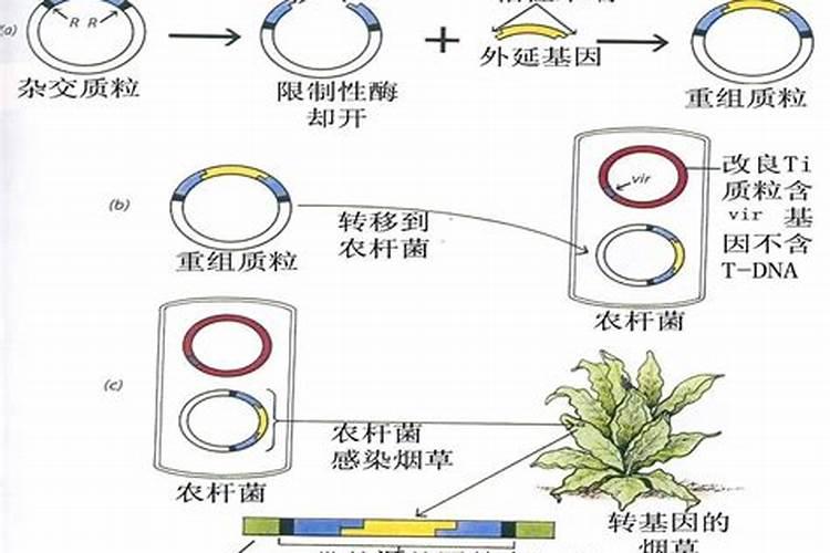 山姆车厘茄是转基因吗
