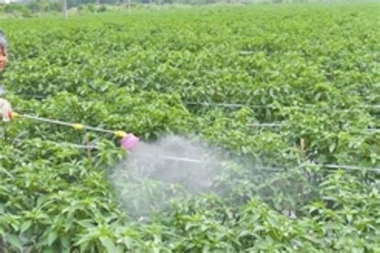 辣椒结果期用什么叶面肥效果好？辣椒挂果期喷什么叶面肥结果多？
