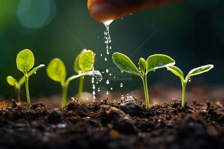 玉米苗浇水溶复合肥的浓度是多少