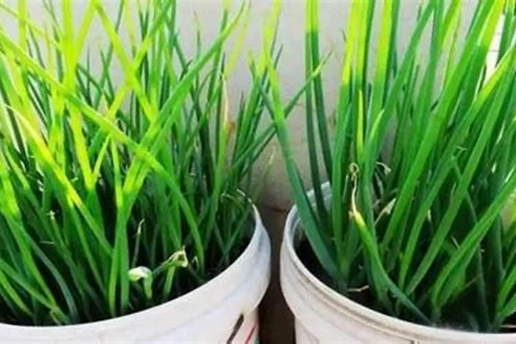 种小葱用什么肥料最好